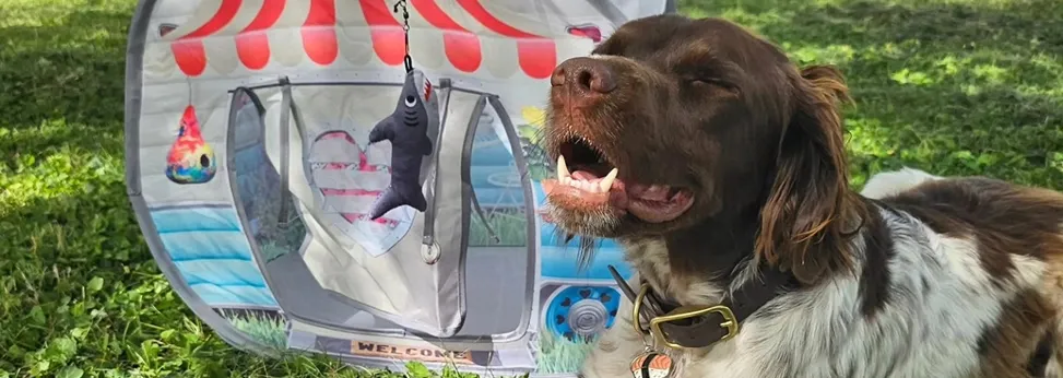 Community dog