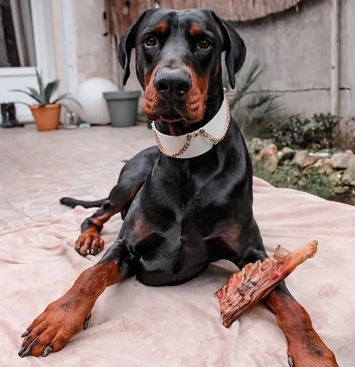 Good dog