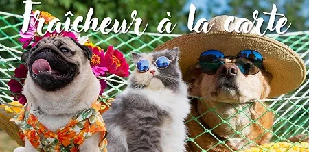 Faites Plaisir à vos Animaux
